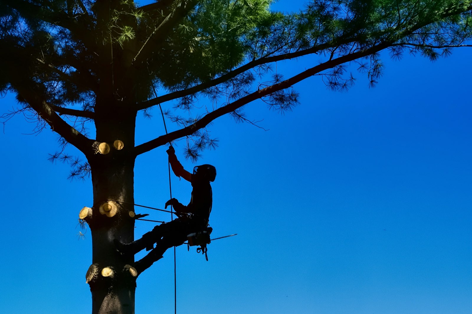 County Tree Service crew at work in St. Louis