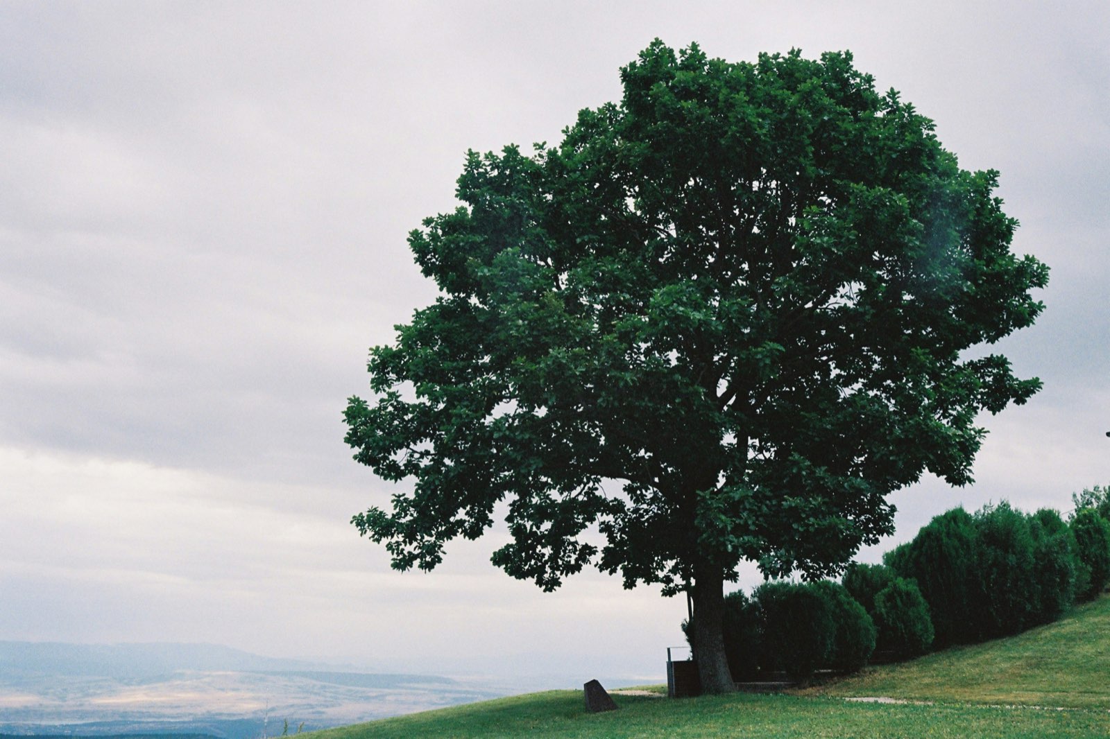 County Tree Service portfolio — completed tree jobs across St. Louis, St. Charles, and Jefferson Counties