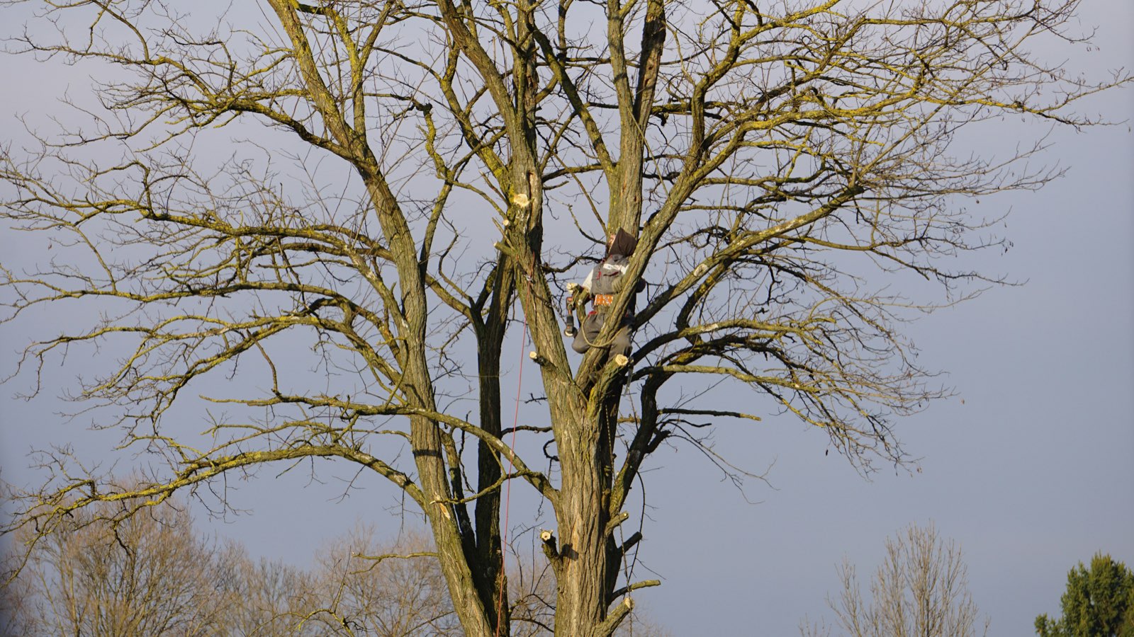 County Tree Service — professional tree work in St. Louis, Missouri