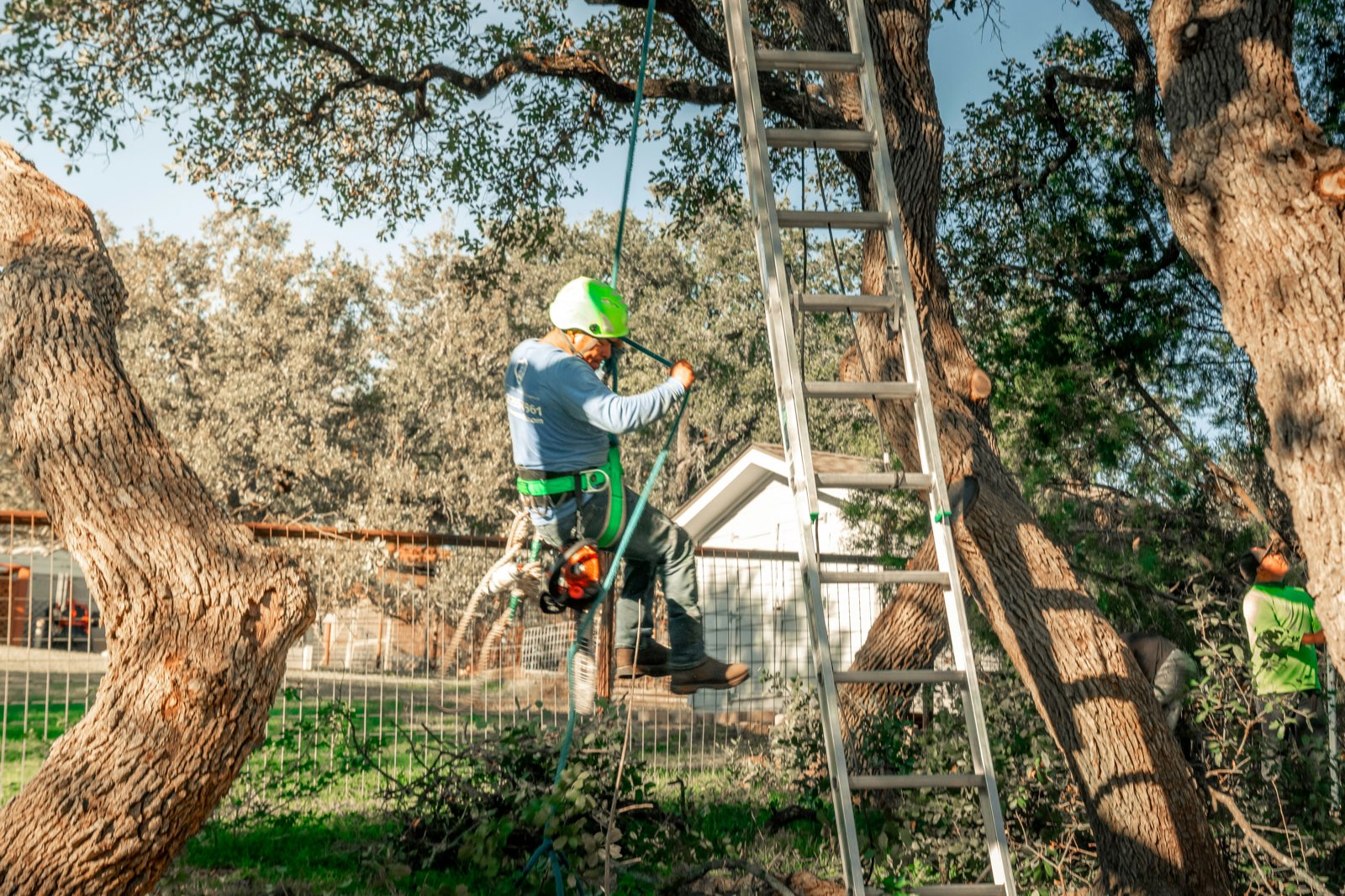 Tree Removal — County Tree Service