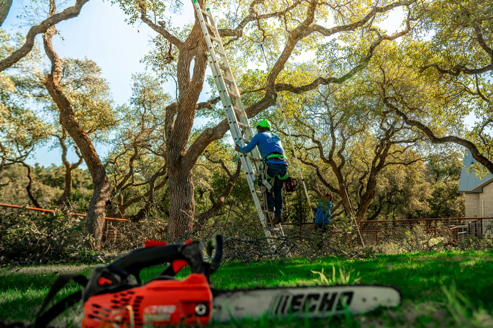 Tree Trimming — County Tree Service