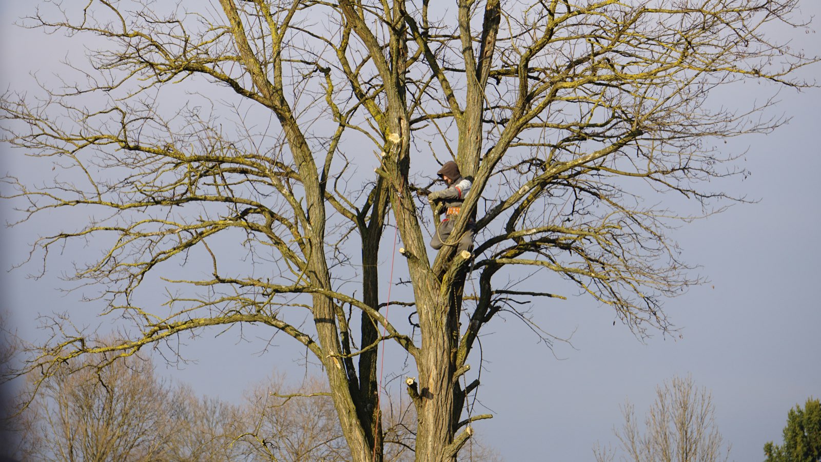 Wood Chipper Services — County Tree Service